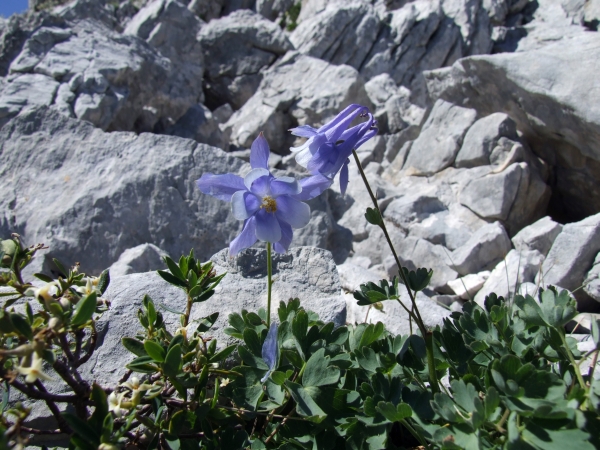 Aquilegia magellensis /  Aquilegia magellense